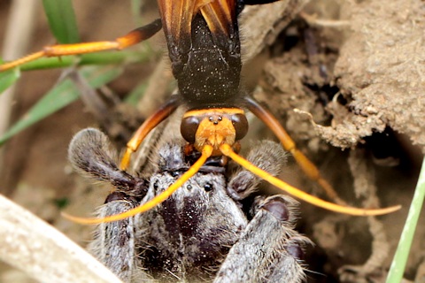 Spider Hunting Wasp (Heterodontonyx bicolor)
